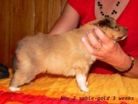 boy  2 sable- gold-  3 weeks